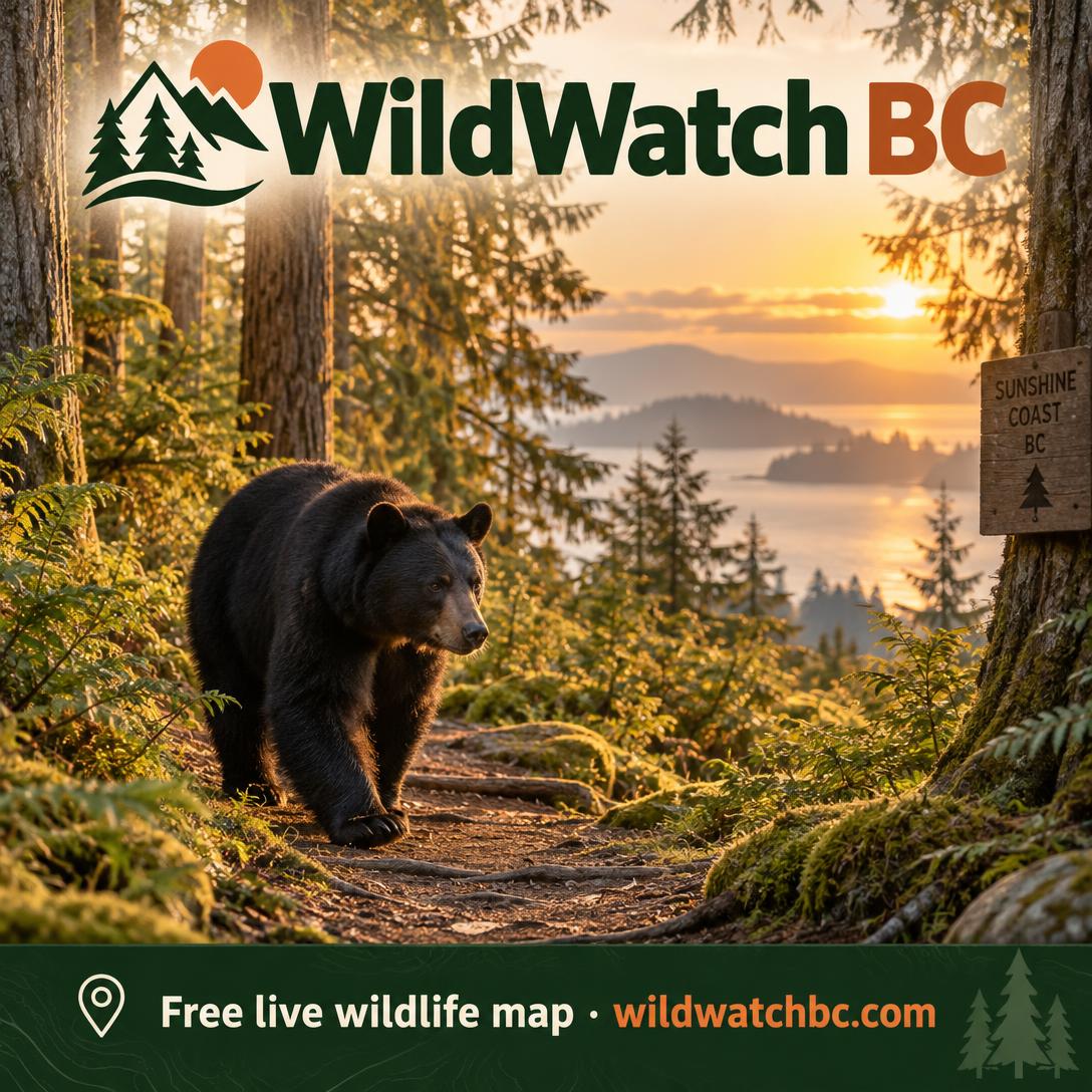 WildWatch BC — Bear campaign poster — wildlife map