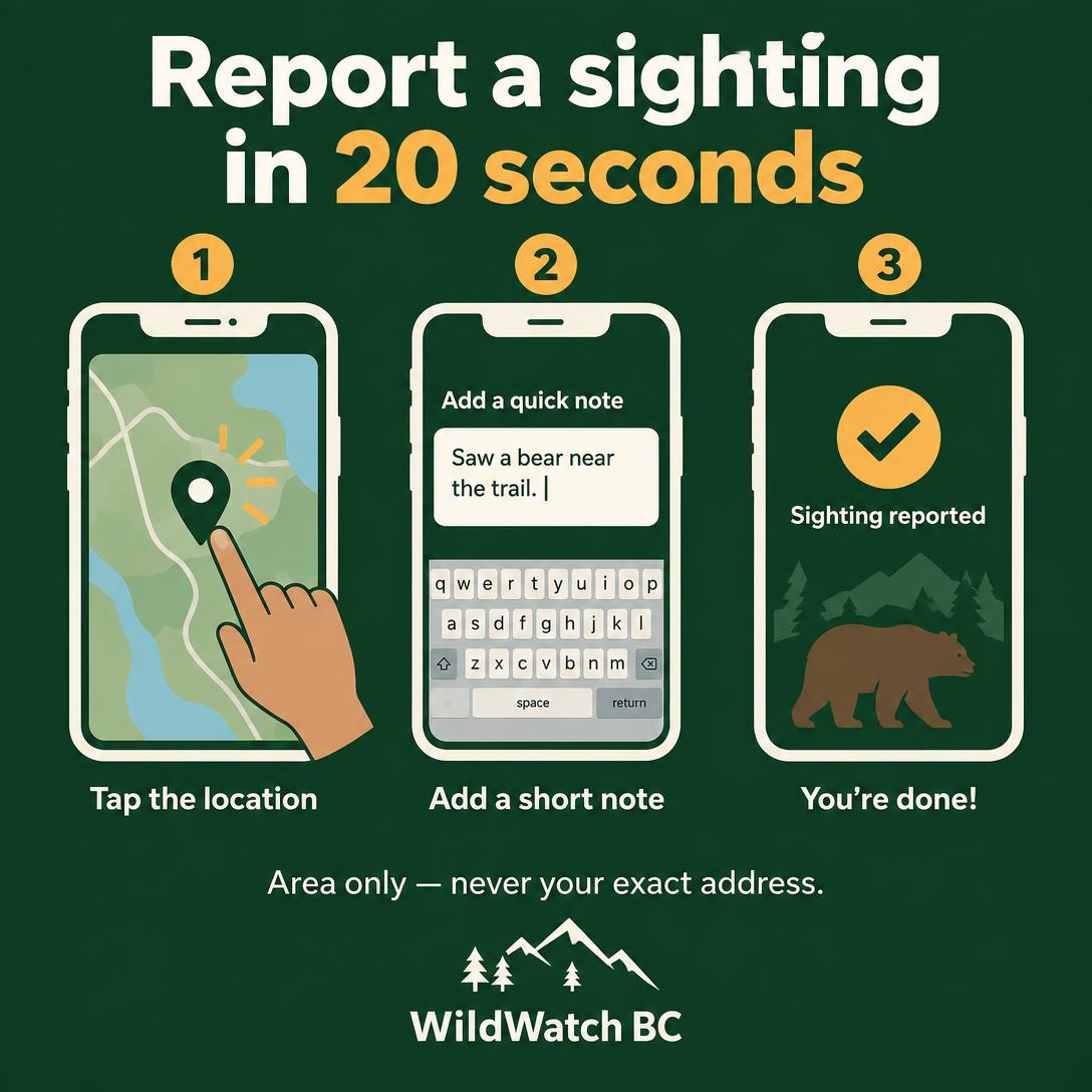 WildWatch BC — Report a sighting — three-step guide poster